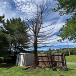 Tree Removal Before