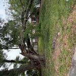 Emergency tree removal