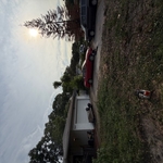 Emergency tree removal