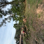 Emergency tree removal