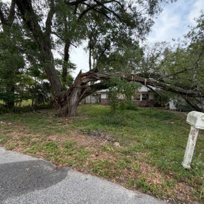 Emergency tree removal