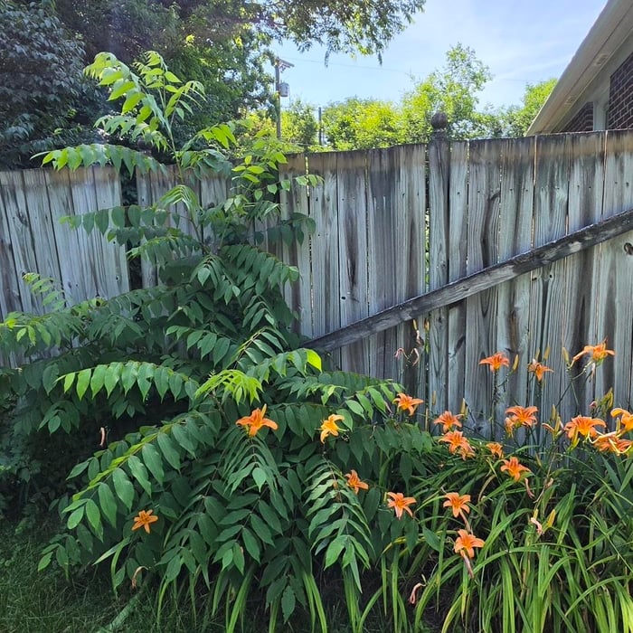 Fence Revitalization