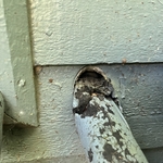 Rodent Access