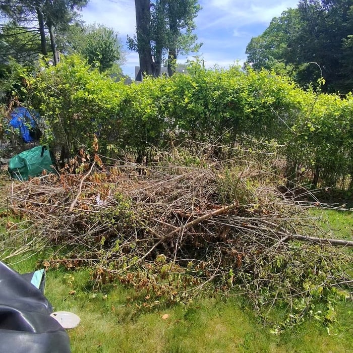 Yard Waste Clean Up