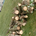 Wood pile