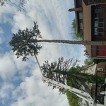 Pine removal