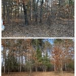 Brush Removal