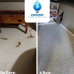 Dog Vomit and Diarrhea