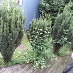 Property clean up
