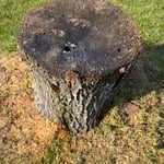 Tree to stump