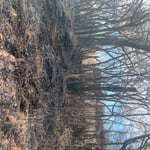 Tree grove clean out