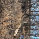 Tree grove clean out