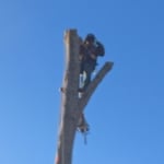 Tree removal