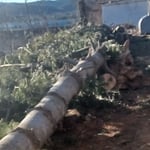 Tree removal