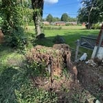 remove stump