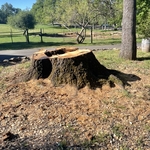 Stump Grinding