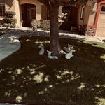 Sac