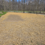 Lawn reseeded
