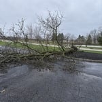 Fallen tree