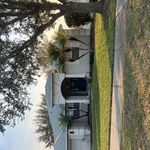 Palm Tree trimming