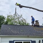 Large maple removal