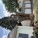 Large maple removal