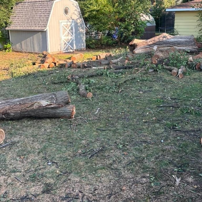Tree removal job