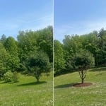 Tree Shaping
