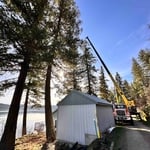 Tree removal