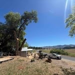Tree removal