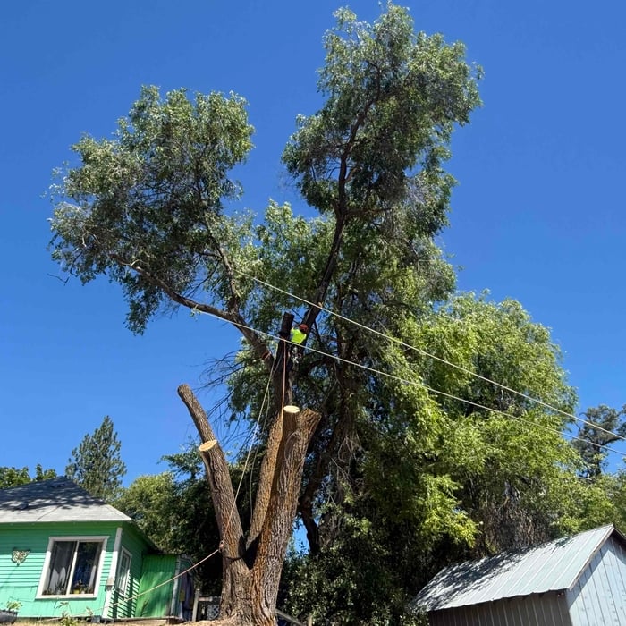 Tree removal