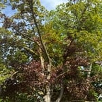 Limb