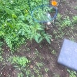 Flower beds