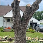 Tree Removal