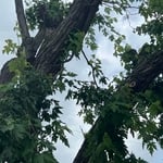 Tree Removal