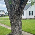 Tree Removal