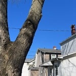 Tree Removal