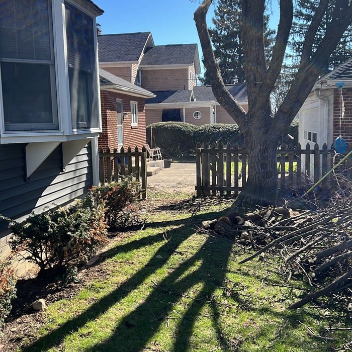 Tree Removal