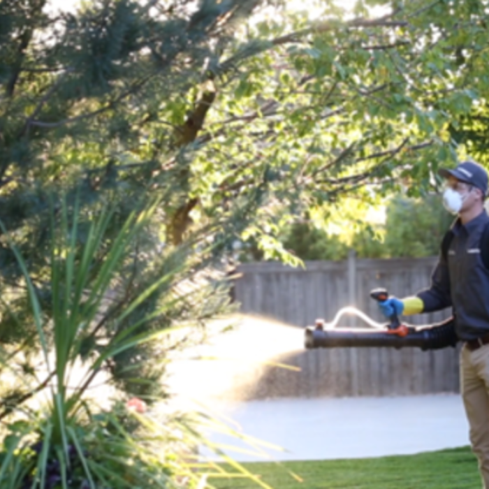 Pest Control Services