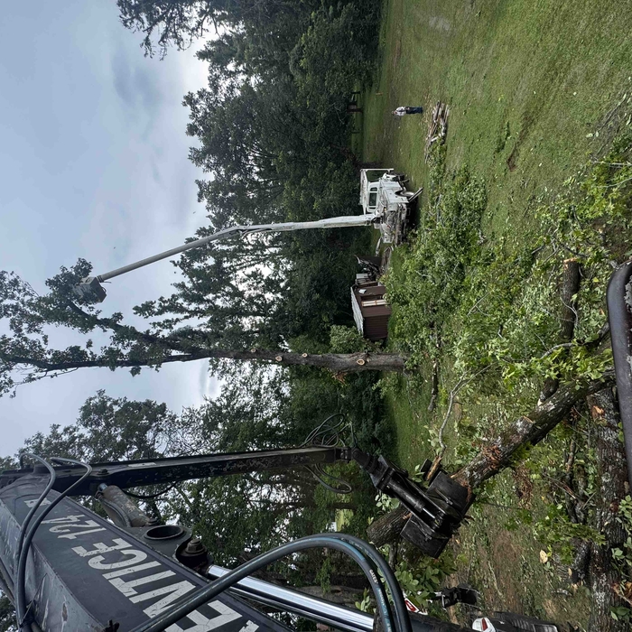 Tree removal