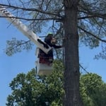 Tree Removal