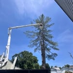 Tree Removal