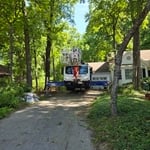 Oak Removal-Root-rot