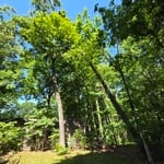 Oak Removal-Root-rot