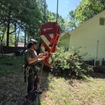 Oak Removal-Root-rot