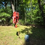 Oak Removal-Root-rot