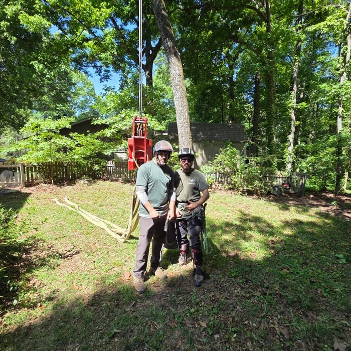 Oak Removal-Root-rot