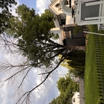 Ash tree removal