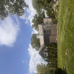 Ash tree removal