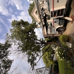Ash tree removal